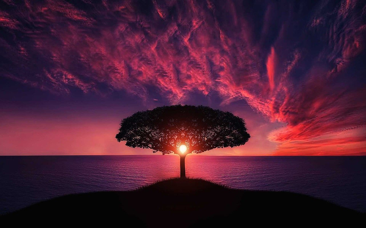 tree sunrise meditation